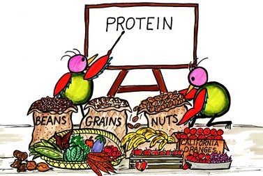 protein2-e1422985312832.jpg